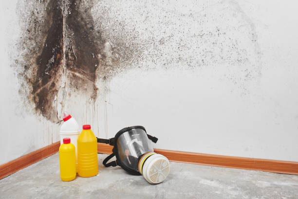 Best Emergency Mold Removal  in Vincent, AL