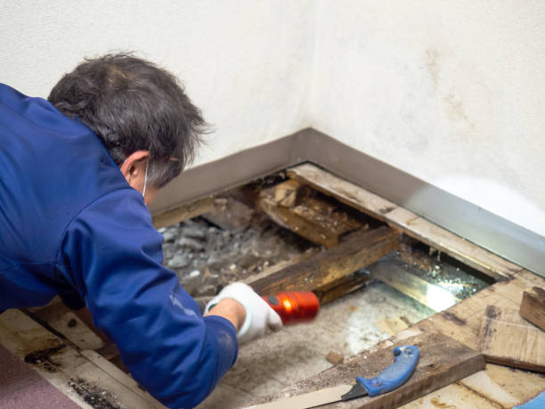 Best Mold Remediation Services  in Vincent, AL