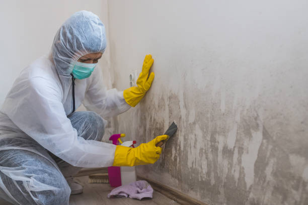 Best Black Mold Removal  in Vincent, AL