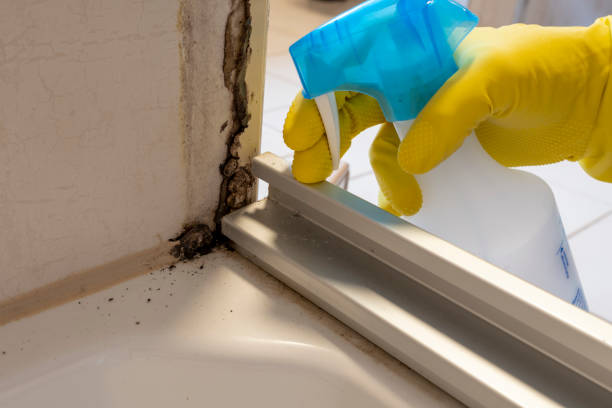 Professional Mold Removal in Vincent, AL