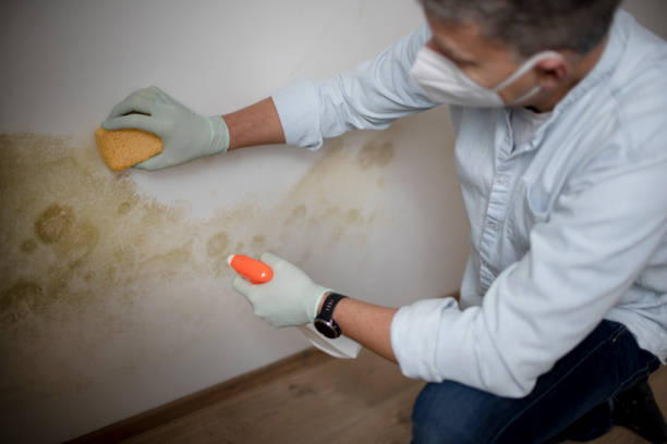 Best Attic Mold Removal  in Vincent, AL