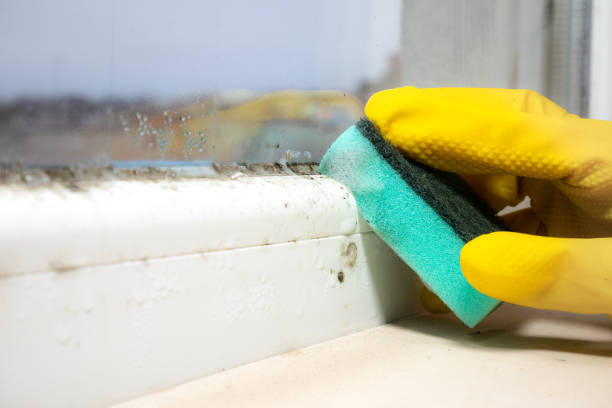 Best Black Mold Removal  in Vincent, AL