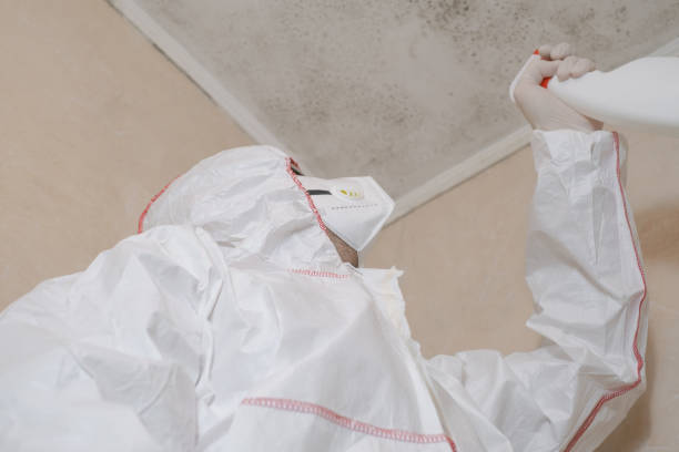 Best Mold Remediation  in Vincent, AL