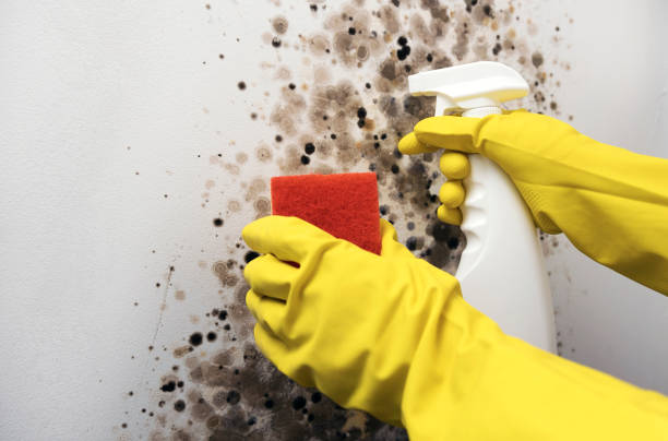 Best Mold Removal Specialists  in Vincent, AL