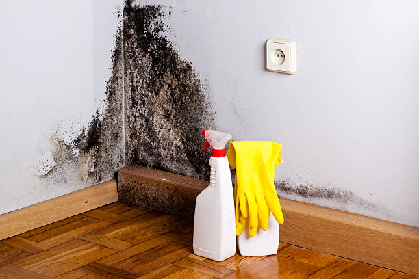 Best Office Mold Removal Services  in Vincent, AL