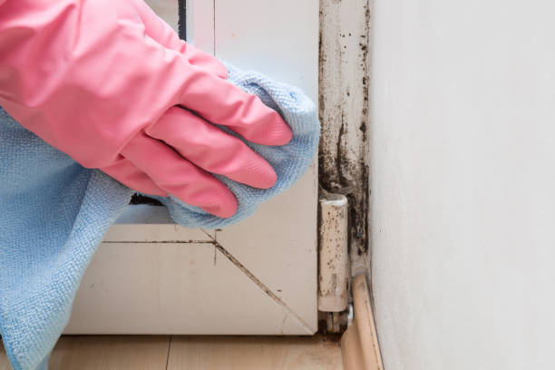 Best Toxic Mold Removal  in Vincent, AL