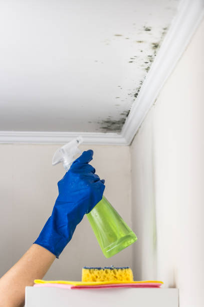 Best Crawl Space Mold Removal  in Vincent, AL
