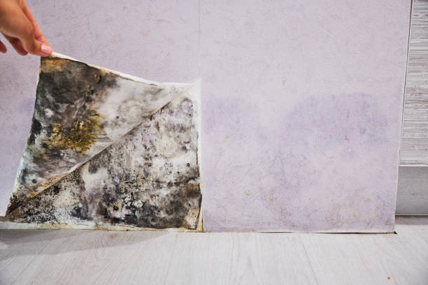 Best Fast Mold Removal  in Vincent, AL